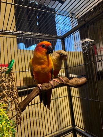 Two Conures For ReHoming (Astoria)63866980458753122