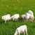 St. Croix/Katahdin lambs 3 thumbnail