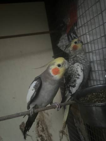 Se perdió una cacatúa — RECOMPENSA (Santa Rosa)
