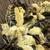 Coturnix Quail Chicks Available Now 2 thumbnail
