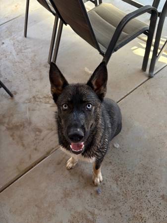 Cruce de Husky y Pastor Alemán (Lemoore)63695922088065120