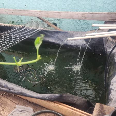 Turtle Rescue 1