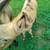 Mini Donkey Jack 6 thumbnail