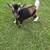 Nigerian Dwarf Goat 1 thumbnail