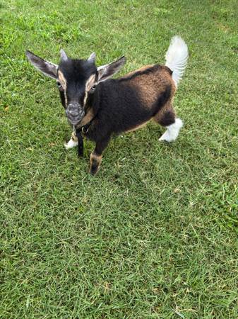 Nigerian Dwarf Goat 1