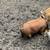 Rabbits, pigs, sheep, poultry 15 thumbnail