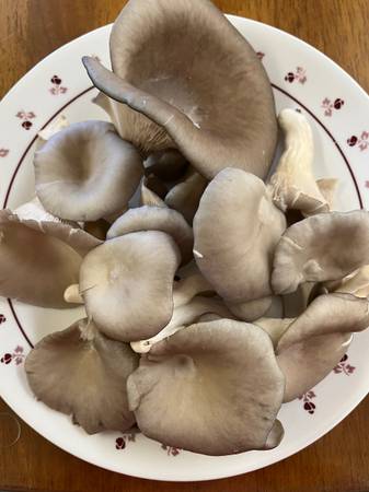 Oyster mushrooms 1