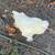 Silkie Rooster 3 thumbnail