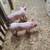 Feeder pigs 2 thumbnail