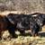 Highland/longhorn Heifer 7 thumbnail