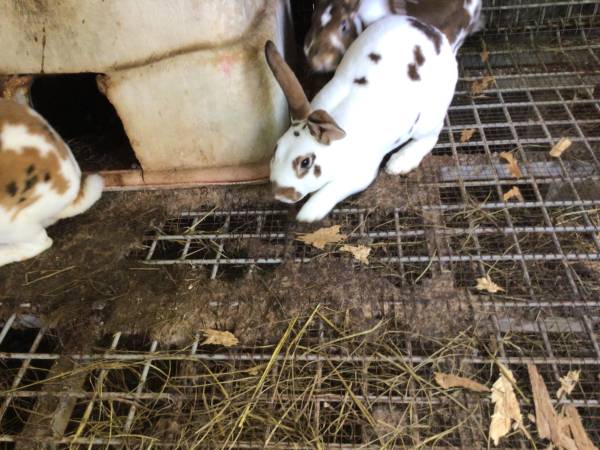 REX RABBITS,,,,,,,,40.00 1