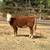 Miniature  Hereford Cattle, Heifers, Bull 11 thumbnail