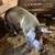 Breeding sow 3 thumbnail