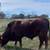 Beefmaster Bull 3 thumbnail