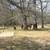 Bay mare 4 thumbnail