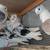 Pigeons 2 thumbnail