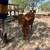 Bull calf 3 thumbnail