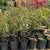 Bottle Tree 13 thumbnail