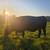 Bred Dairy and Beef Cows 3 thumbnail
