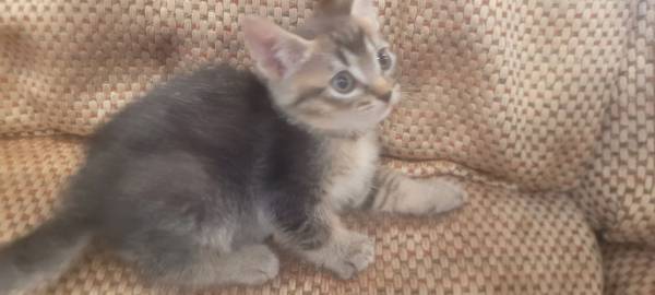 Kittens (Hillsboro)536070184900372489