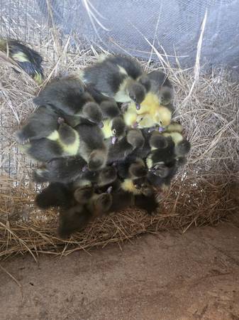 Ducklings 1