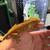 Crested Geckos 5 thumbnail