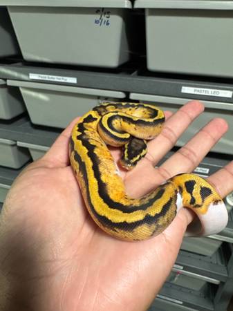 Ball python collection 1