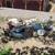 Goats Starter herd 4 thumbnail