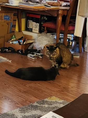 FREE to good home (Palm Springs)63658067232643124