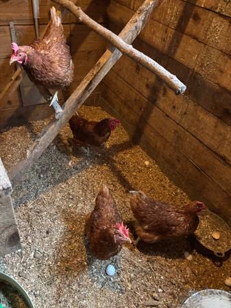 Soup chickens 1