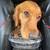 Found Golden retriever Amy Ave/ Pennsylvania 5 thumbnail