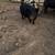 AGH full blooded piglets, breeders and butchers 10 thumbnail
