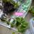 September BEST time to plant Strawberry plants to harvest next spring 2 thumbnail