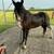Registered TWH Gelding 2 thumbnail