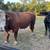 Proven Registered Polled Hereford Bull 1 thumbnail