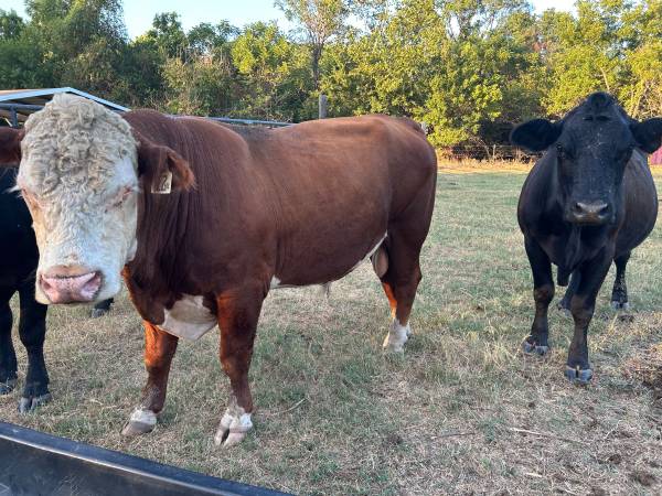 Proven Registered Polled Hereford Bull 1