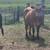 Bred Beef Cows 11 thumbnail
