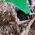 Backhoe 3 thumbnail