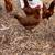 Chickens 2 thumbnail