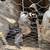 Thai Chicks 3 thumbnail