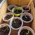 Seedlings - sunflowers - coleus - mortgage lifter tomato and cherry to 13 thumbnail