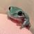 Whites Tree Frog Babies 10 thumbnail