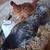 Chickens 2 thumbnail