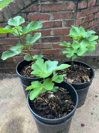 Fig Trees 1