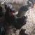 Barnyard mix Easter Egg Layers 3 thumbnail