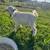Boar mix goats 3 thumbnail