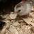 Guinea keets lavender and bronze 1 thumbnail