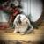 Holland Lop Baby Bunny Rabbit- Bunnies- Lops 7 thumbnail