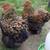 Chicks female only. 1 thumbnail