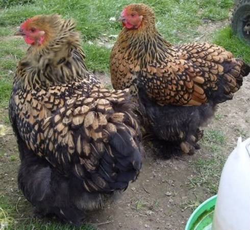 Chicks female only. 1